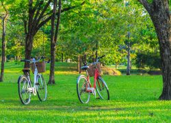 Couple,Bicycle,Under,The,Tree,In,The,Park,At,Evening